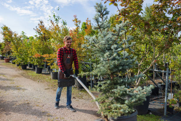 Best Tree Trimming and Pruning  in Appomattox, VA